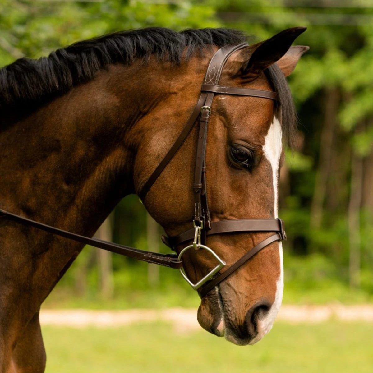 Black Oak By KL Select Maple Training Bridle 4 Black Oak By KL Select Maple Training Bridle - Image 2