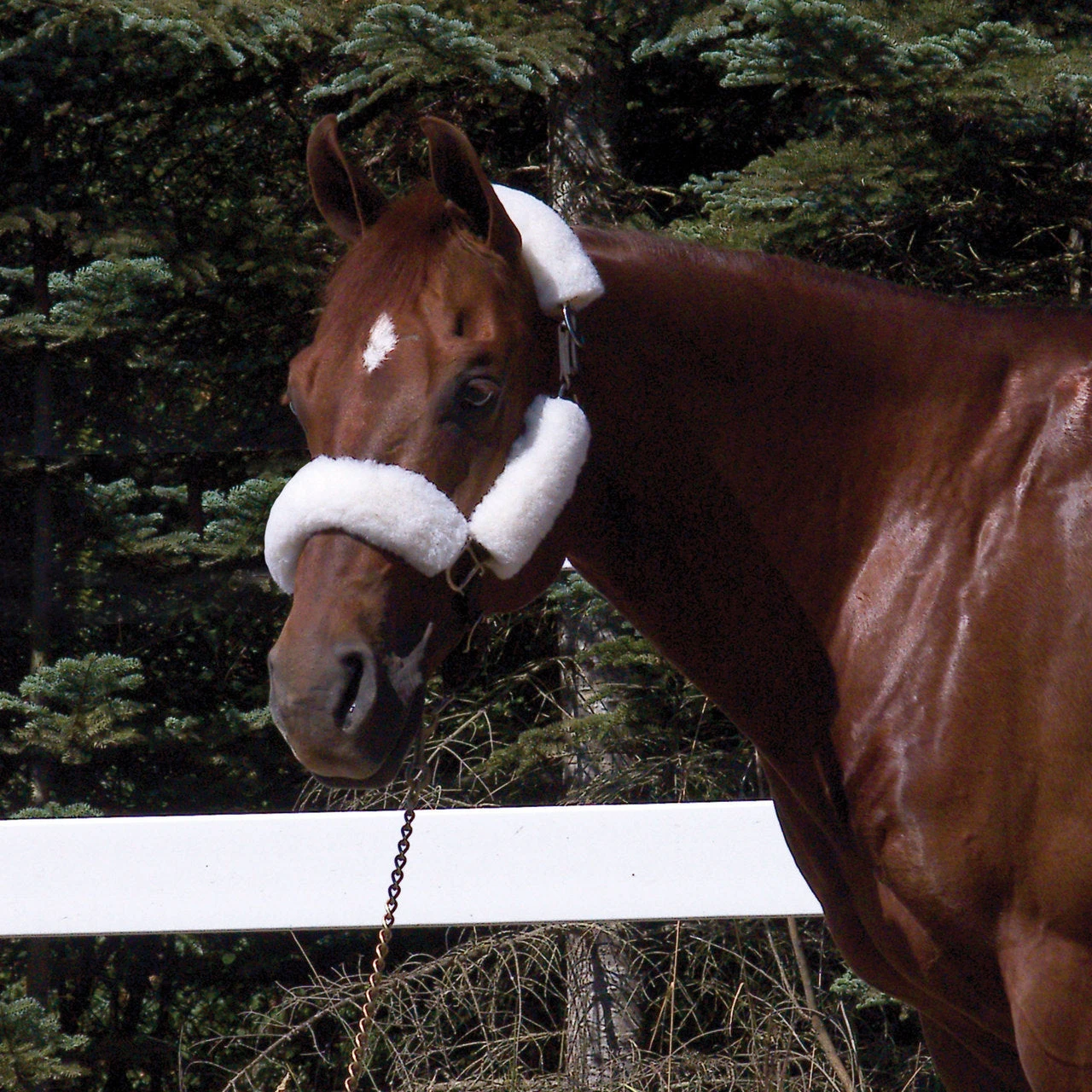 Wool Back Halter Tube Set- 4 Piece 4 Wool Back Halter Tube Set- 4 Piece - Image 2