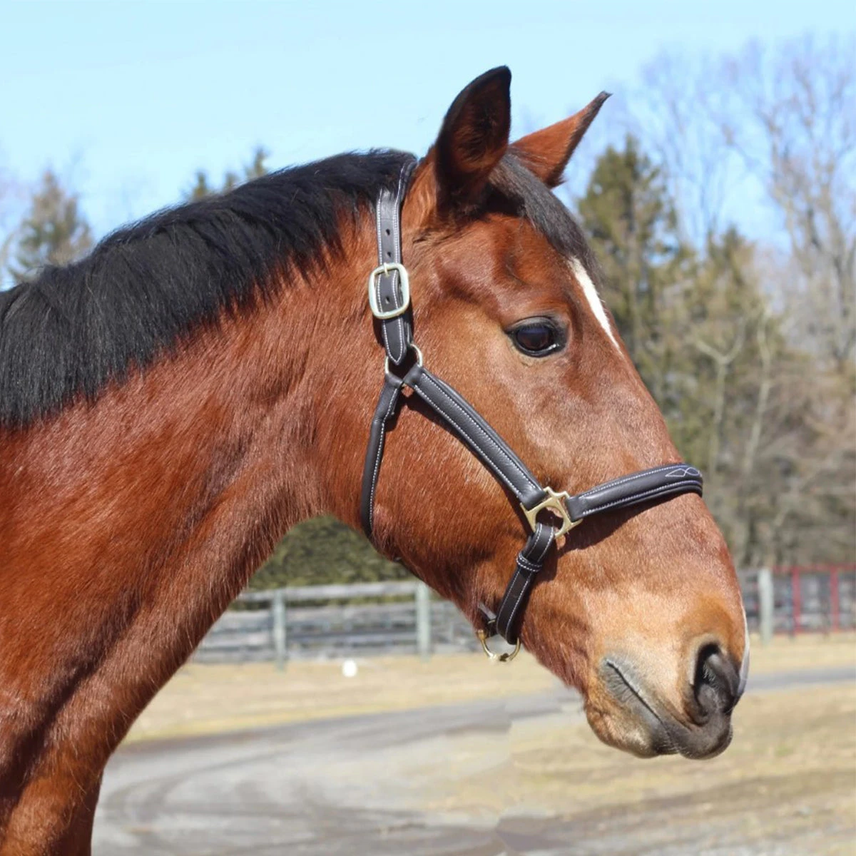 HDR Kushy Halter 4 HDR Kushy Halter - Image 2