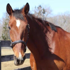 HDR Kushy Halter 7 HDR Kushy Halter -Farm House Tack Store 24185 JPC Henri.De .Rivel .Kushy .Halter Havana Front