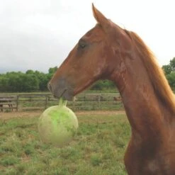 Jolly Ball With Handle 10" - Scented 13 Jolly Ball With Handle 10" - Scented -Farm House Tack Store 46a86c62 54ed 4f4d b5e0 7286c7fc0af0