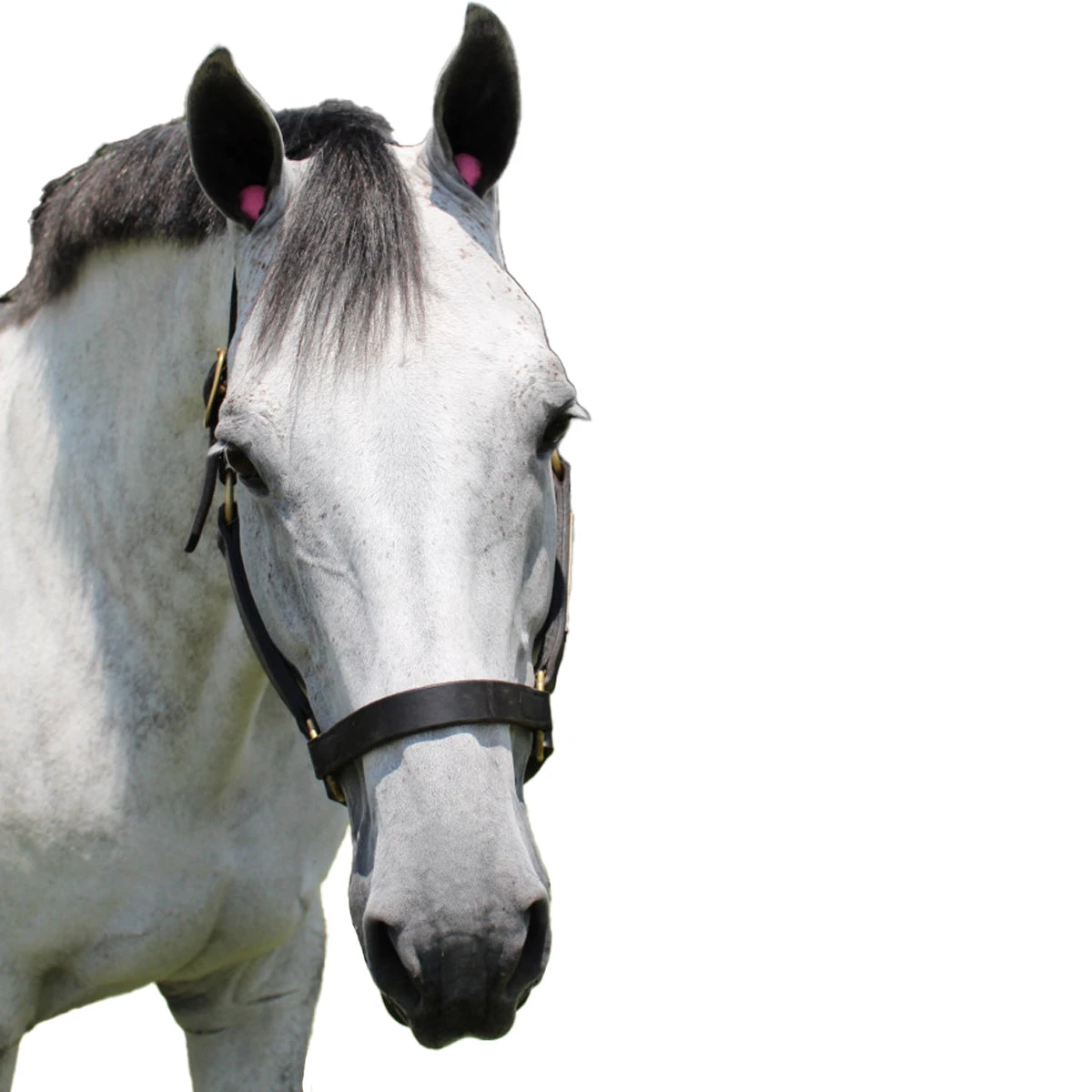 POMMS Dimpled Equine Ear Plugs 11 POMMS Dimpled Equine Ear Plugs - Image 9