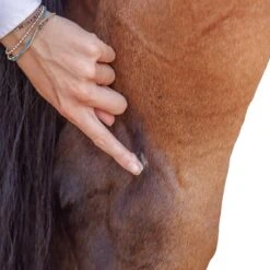 Purvida Barrier Balm Natural Skin Salve 5 Purvida Barrier Balm Natural Skin Salve -Farm House Tack Store 70410c9a2a148e3b06b3783acd62aabe