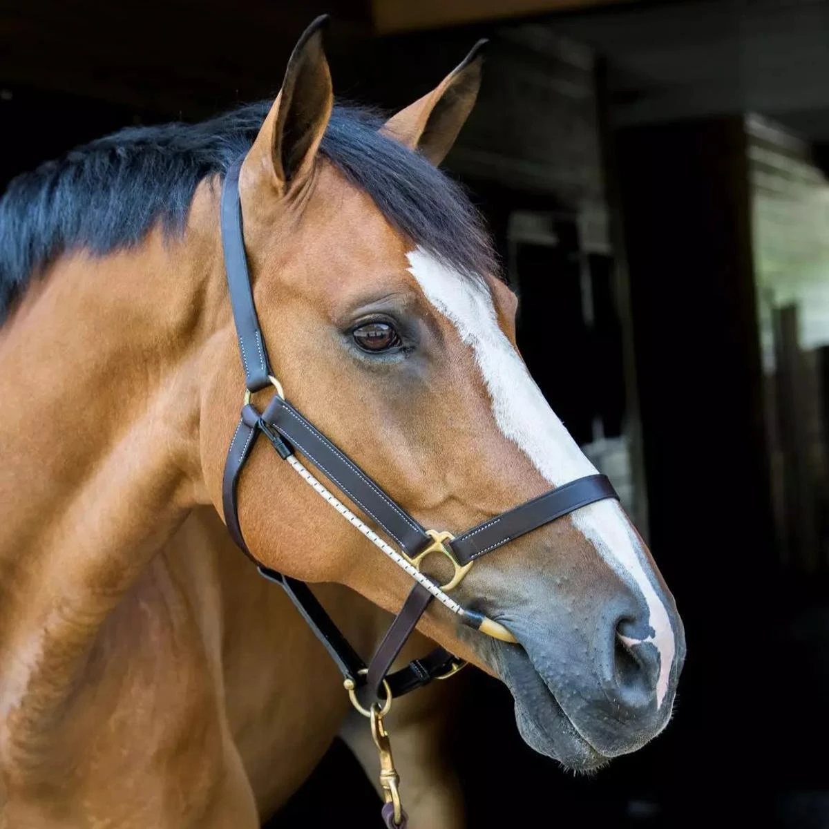 ThinLine Halter Busy Buddy 3 ThinLine Halter Busy Buddy