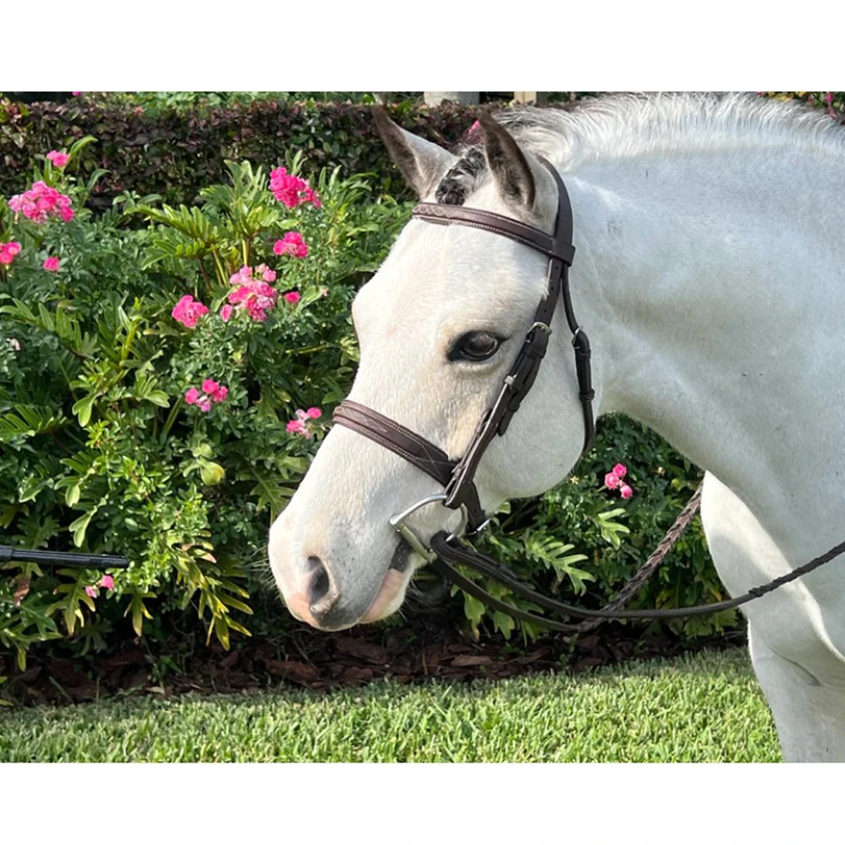 Belle And Bow Equestrian Pony Sugarbrook Bridle 4 Belle And Bow Equestrian Pony Sugarbrook Bridle - Image 2