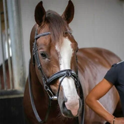 Penelope Daily Bridle -Farm House Tack Store Pen Daily 3