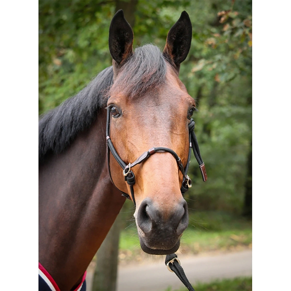 Penelope Rope Halter 4 Penelope Rope Halter - Image 2