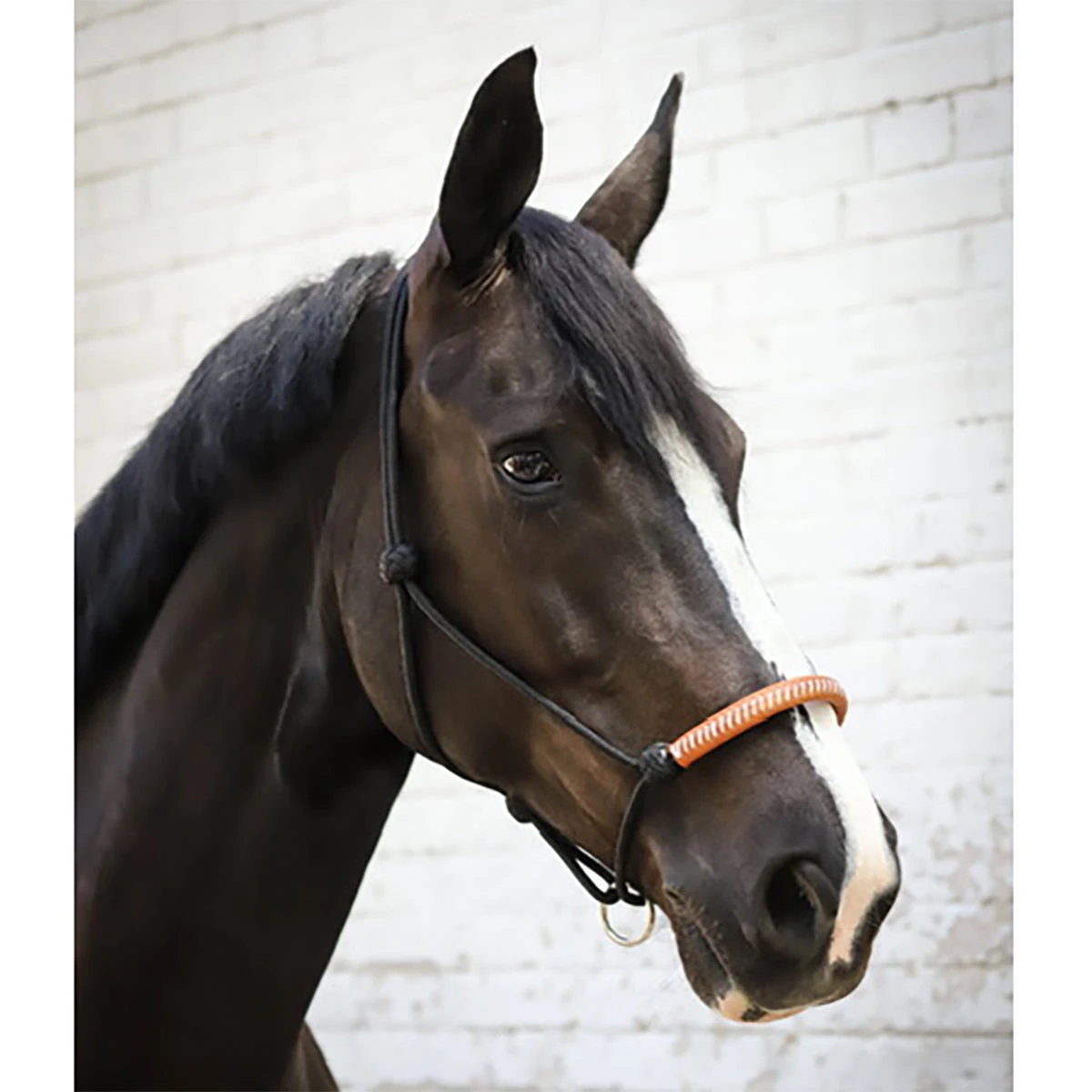 Penelope American Halter 4 Penelope American Halter - Image 2