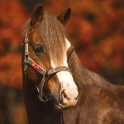 5/A Baker Breakaway Halter With Full Leather Crown -Farm House Tack Store baker breakawayhalter