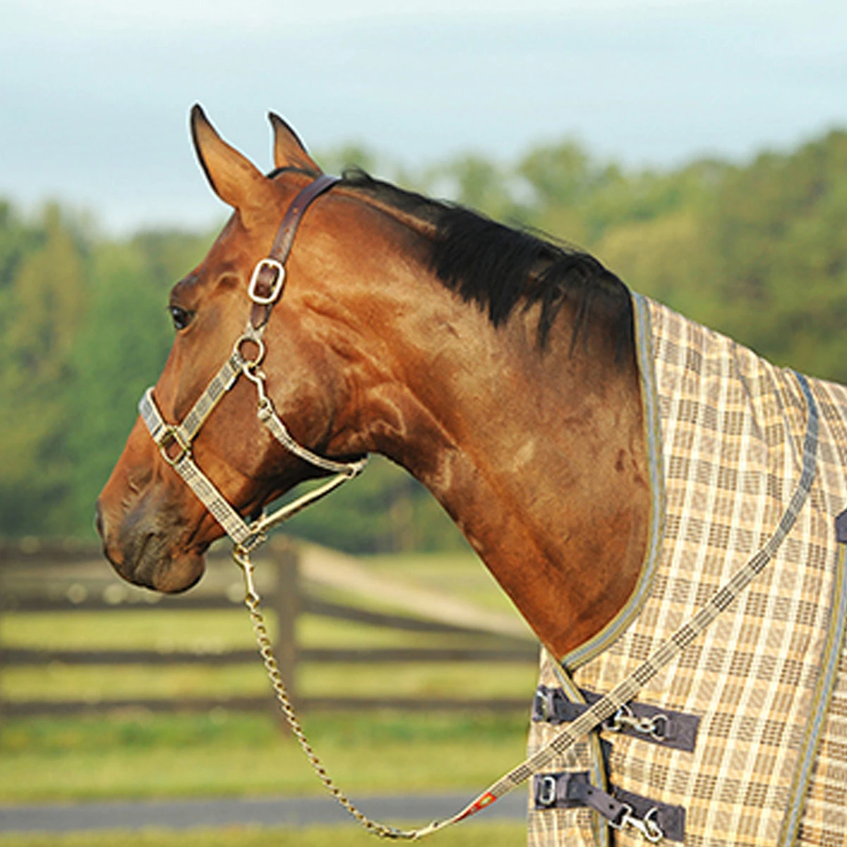 5/A Baker Lead With Chain 4 5/A Baker Lead With Chain - Image 2