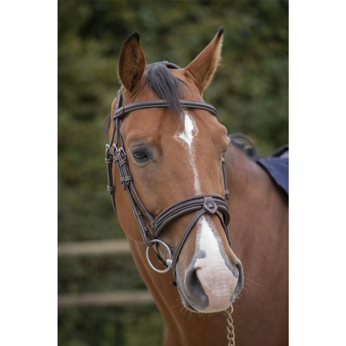 Penelope Elegance Bridle 5 Penelope Elegance Bridle - Image 3