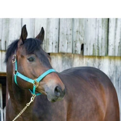 Perri's Premium Nylon Safety Halter -Farm House Tack Store halter 23299.1588257175.1280.1280