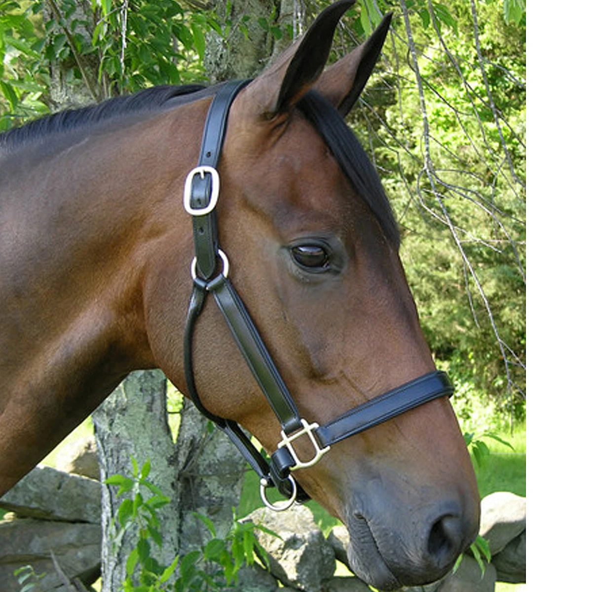 Black Oak By KL Select Sycamore Halter 4 Black Oak By KL Select Sycamore Halter - Image 2