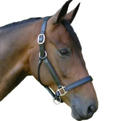 Black Oak By KL Select Sycamore Halter