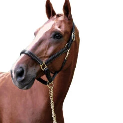 Black Oak By KL Select Willow Halter