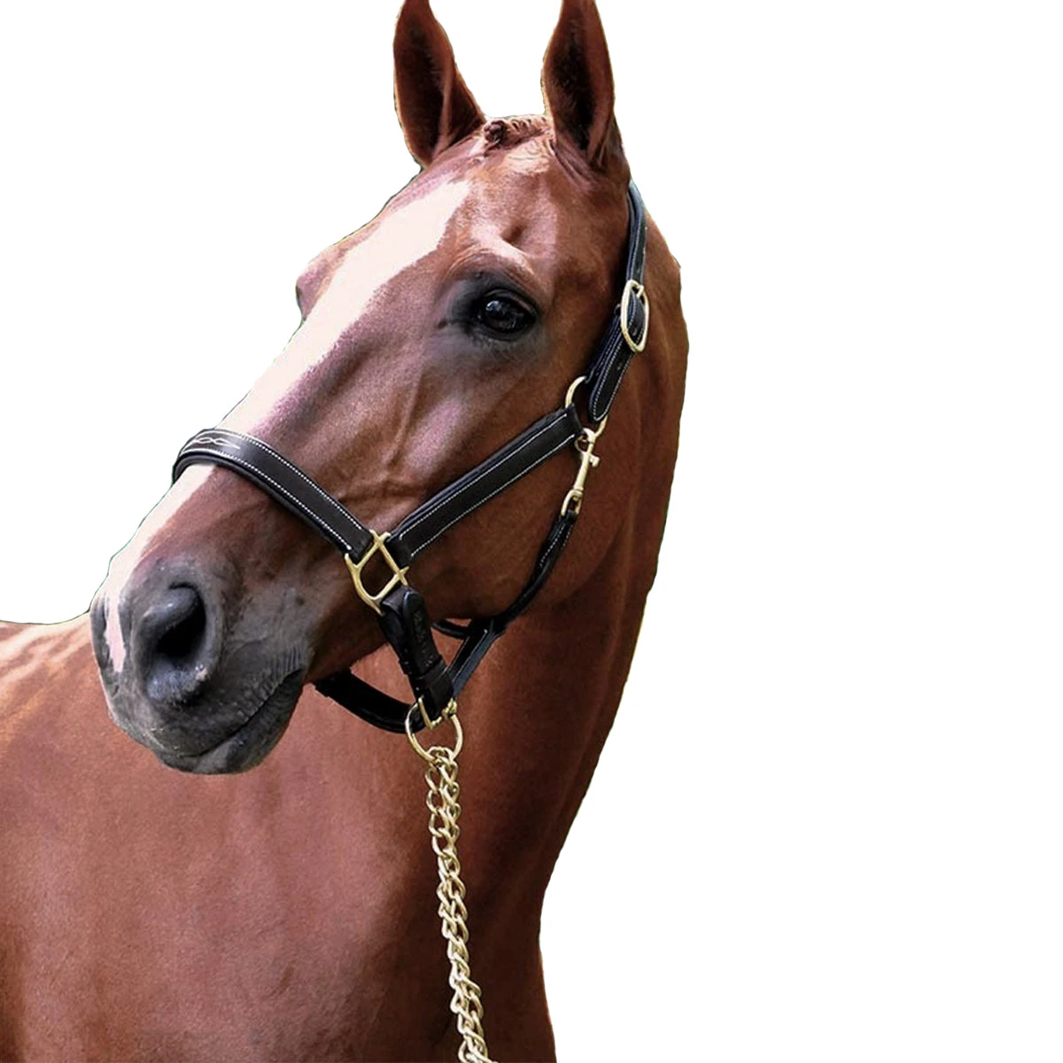 Black Oak By KL Select Willow Halter 3 Black Oak By KL Select Willow Halter