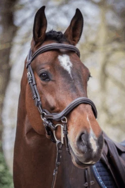 Jump'in Summer Bridle - Week Collection