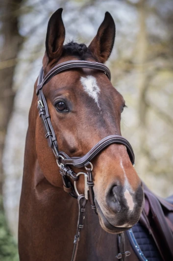 Jump'in Summer Bridle - Week Collection 3 Jump'in Summer Bridle - Week Collection